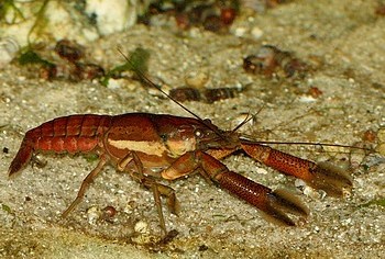 Procambarus llamasi, Gelbbandkrebs