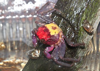 Geosesarma bicolor