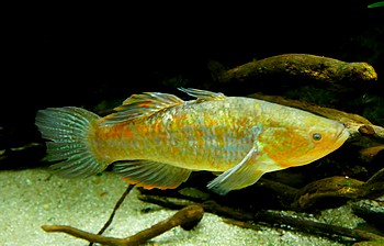 Giuria margaritacea 