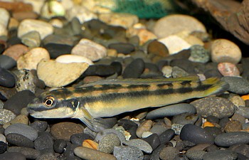 Gobiocichla wonderi 