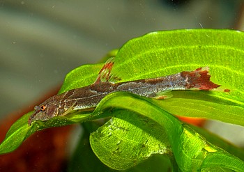 Homaloptera orthogoniata, Borneo Sattelfleckschmerle