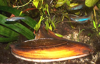 Hyriopsis bialatus, Haifischflossenmuschel