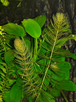 Ceratophyllum demersum, Hornblatt