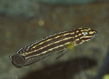 Julidochromis regani, Vierstreifen-Schlankcichlide