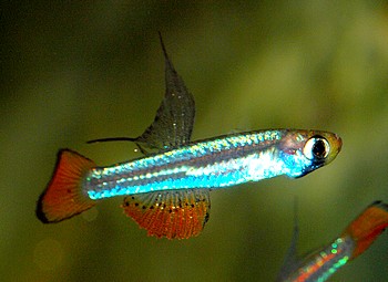 Poropanchax brichardi, Kolibri-Leuchtaugenfisch