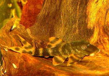 L206 Panaqolus spec Ucayali-Tigerharnischwels 