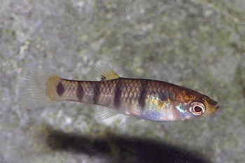 Limia islai