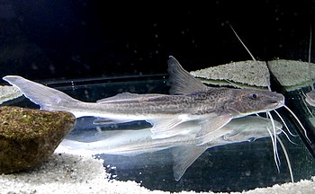 Luciopimelodus pati 