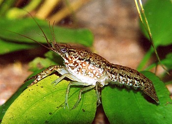 Procambarus spec., Marmorkrebs