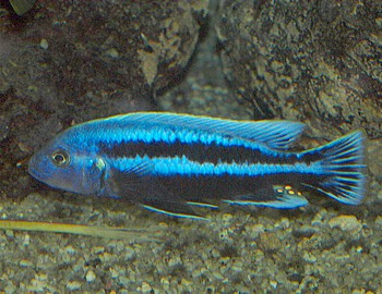 Melanochromis chipokae, Chipoka-Maulbrter