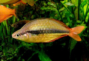 Melanotaenia herbertaxelrodi Lakee Tebera Regenbogenfisch 