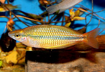 Melanotaenia trifasciata, Juwelen-Regenbogenfisch