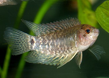 Microctenopoma fasciaolatum, Gebänderter  Buschfisch