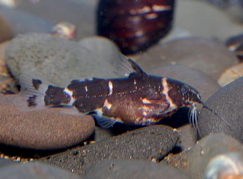 Microsynodontis batesii Zwerg-Fiederbartwels Microsynodontis batesii Zwerg-Fiederbartwels