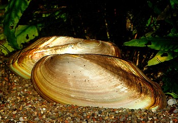 Pilsbryoconcha exi, Thai-Swassermuschel
