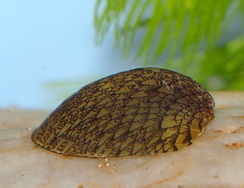 Septaria spec., Muschelschnecke , Süßwasserschnecke