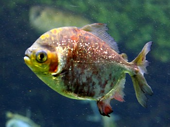 Myloplus asterias 