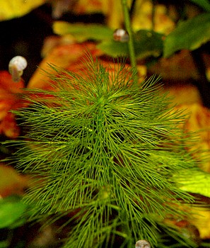 Myriophyllum aquaticum, Brasilianisches Tausendblatt