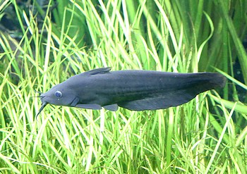 Neosilurus ater 