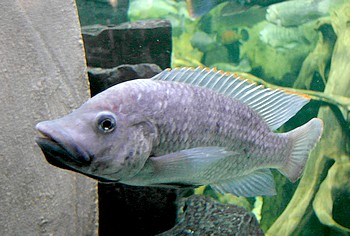 Oreochromis shiranus Shire-Tilapia 