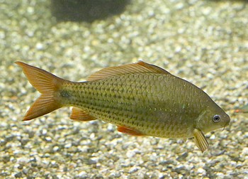 Osteochilus hasselti Nilem 03 Osteochilus hasselti Nilem 03