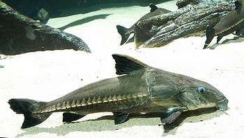Oxydoras niger Schwarzer Dornwels Oxydoras niger Schwarzer Dornwels