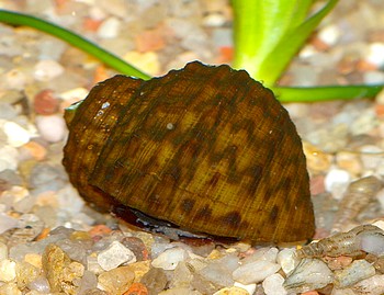 Paludomus loricatus, Bella-Schnecke, Marmorschnecke, Süßwasserschnecke