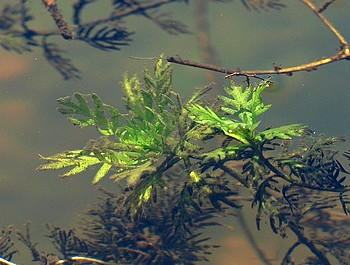 Hottonia palustris, Wasserfeder