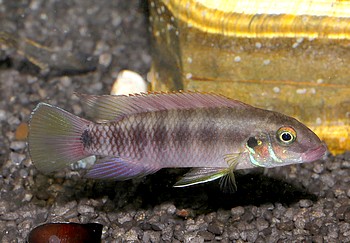 Pelv humilis