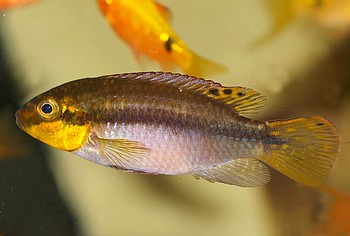 Pelvicachromis subocellatus Augenfleck-Prachtbarsch 