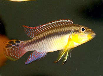 Pelvicachromis taeniatus, Smaragd-Prachtbarsch