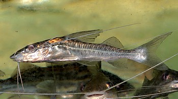 Pimelodus blochii Blochs Engelsantennenwels Pimelodus blochii Blochs Engelsantennenwels