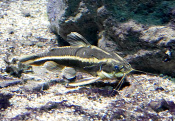 Platydoras costatus Liniendornwels Platydoras costatus Liniendornwels