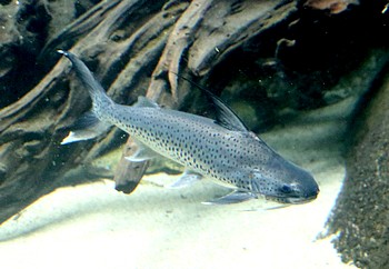Platynematichthys notatus Platynematichthys notatus