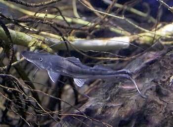 Platystomatichthys sturio Platystomatichthys sturio