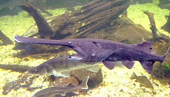 Polyodon spathula 