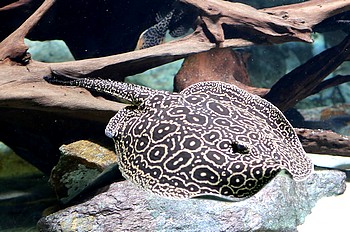 Potamotrygon jabuti 
