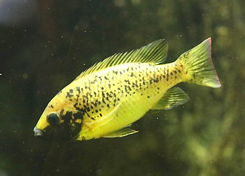 Pungu maclareni