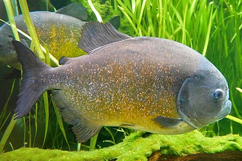 Pygocentrus piraya