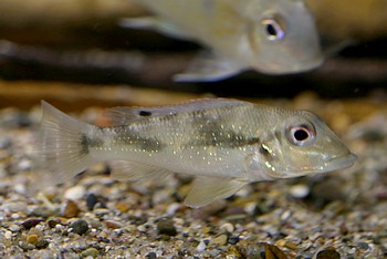 Retroculus dapidifer, Stromschnellenerdfresser