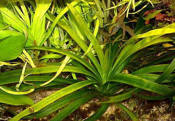 Sagittaria platyphylla, Breitblttriges Pfeilkraut