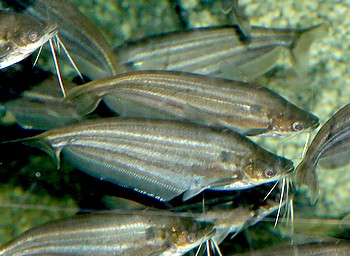 Schilbe intermedius Afrikanischer Silberwels Schilbe intermedius Afrikanischer Silberwels