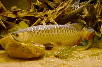 Scleropages formosa 