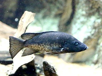 Stomatepia pindu 