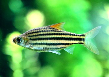 Striuntius lineatus, Linienbarbe Striuntius lineatus, Linienbarbe