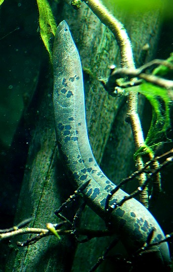 Synbranchus marmoratus Marmor-Kiemenschlitzaal 02