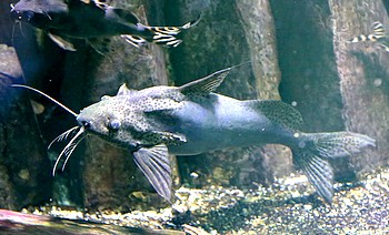Synodontis nigrita Synodontis nigrita