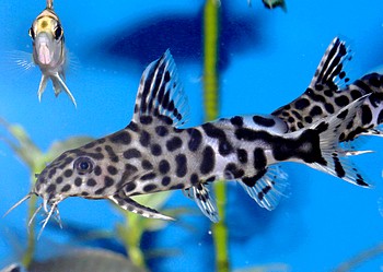 Synodontis petricola Felsen-Fiederbartwels Synodontis petricola Felsen-Fiederbartwels
