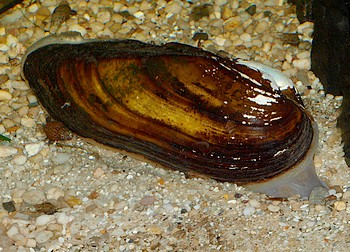 Anodonta anatina, Gemeine Teichmuschel