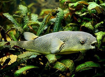 Tetraodon mbu Kongokugelfisch 